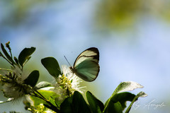 Itaballia demophile centralis