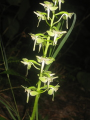 Platanthera macrophylla