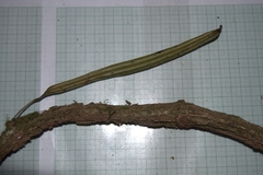 Eduardo Chacón Madrigal, CC BY, iNaturalist via GBIF Aristolochia leuconeura, photograph Eduardo Chacón Madrigal, CC BY, iNaturalist via GBIF