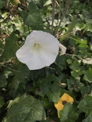 Calystegia silvatica