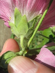 Alcea rosea