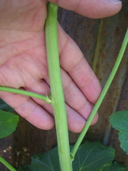 Alcea rosea