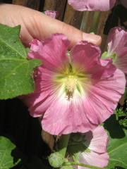 Alcea rosea