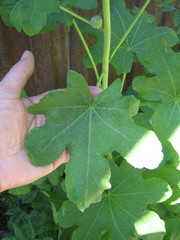 Alcea rosea