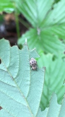 Cyphicerini