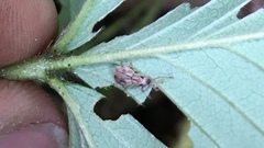 Cyphicerini