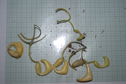 Aristolochia leuconeura, photograph 6