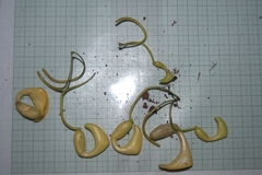 Aristolochia leuconeura, photograph Eduardo Chacón Madrigal, CC BY, iNaturalist via GBIF