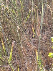 Myrmecaelurus trigrammus
