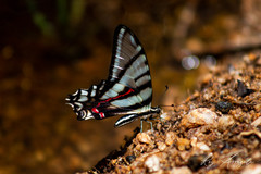 Protographium epidaus fenochionis