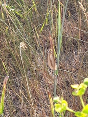 Myrmecaelurus trigrammus