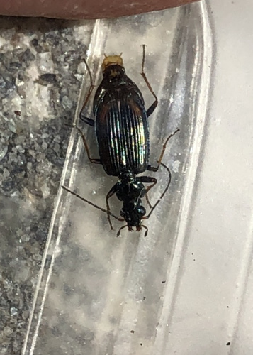Bembidion fasciolatum