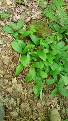 Clintonia borealis