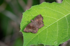 Bolla clytius