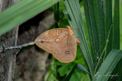 Opsiphanes boisduvallii