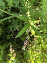 Calligrapha californica