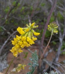 Astragalus sericeocanus