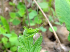 Poecilimon intermedius