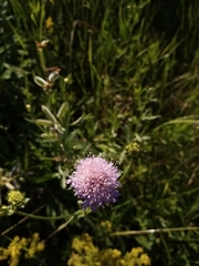 Knautia arvensis