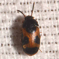 Mycetophagus punctatus