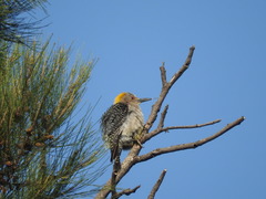 Melanerpes aurifrons