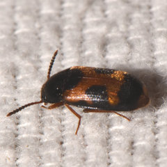 Mycetophagus punctatus