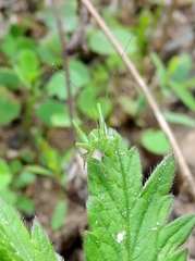 Poecilimon intermedius