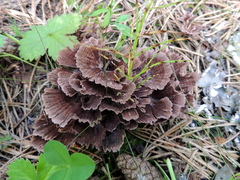 Thelephora caryophyllea