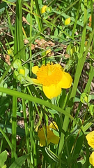Hypericum kalmianum