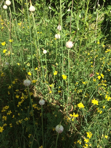 Allium sativum