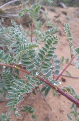 Astragalus sericeocanus
