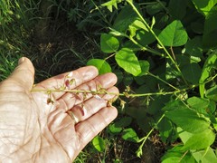 Desmodium cuspidatum