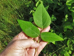 Desmodium cuspidatum