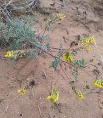 Astragalus sericeocanus