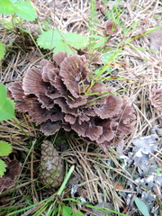 Thelephora caryophyllea