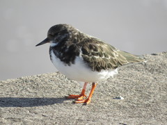 Arenaria interpres