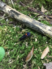 Calopompilus maculipennis