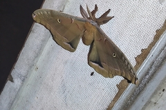 Antheraea polyphemus