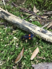 Calopompilus maculipennis
