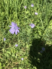 Cichorium intybus