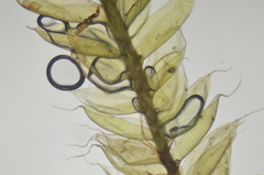 Plagiothecium piliferum