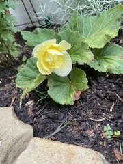 Begonia × tuberhybrida