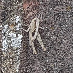 Chorthippus brunneus