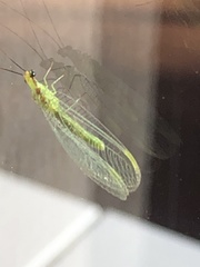 Chrysopa coloradensis