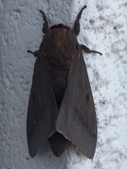 Citheronia sepulcralis