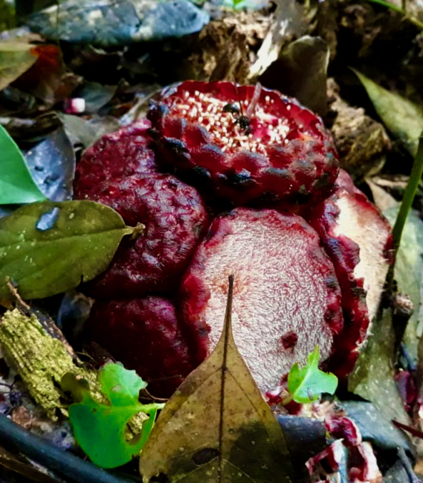 Scybalium fungiforme
