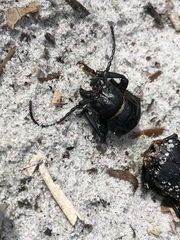 Archodontes melanopus