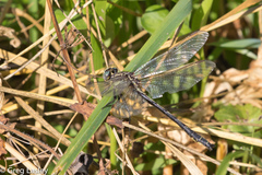 Phanogomphus descriptus
