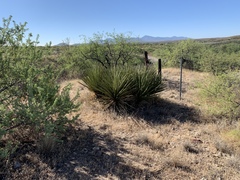 Yucca baccata brevifolia