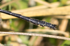 Phanogomphus descriptus